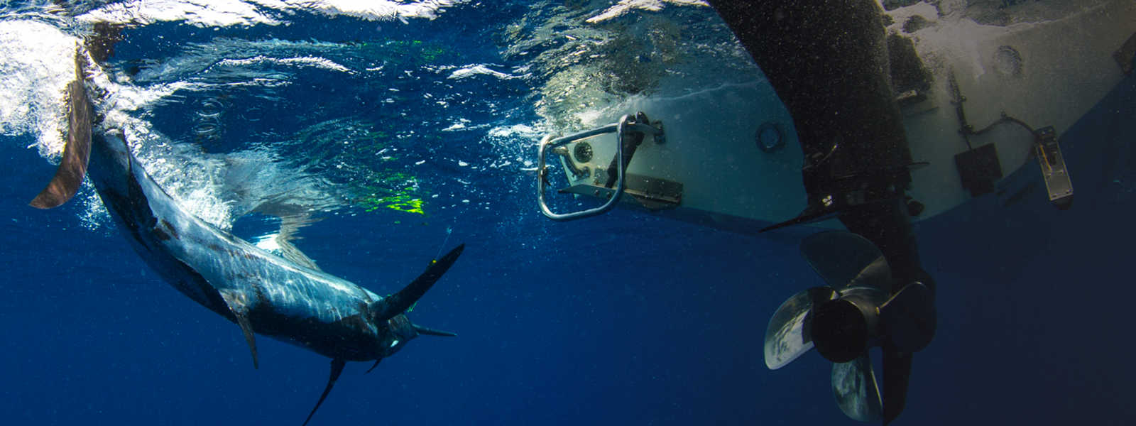Simrad underwater boat transducer and fish